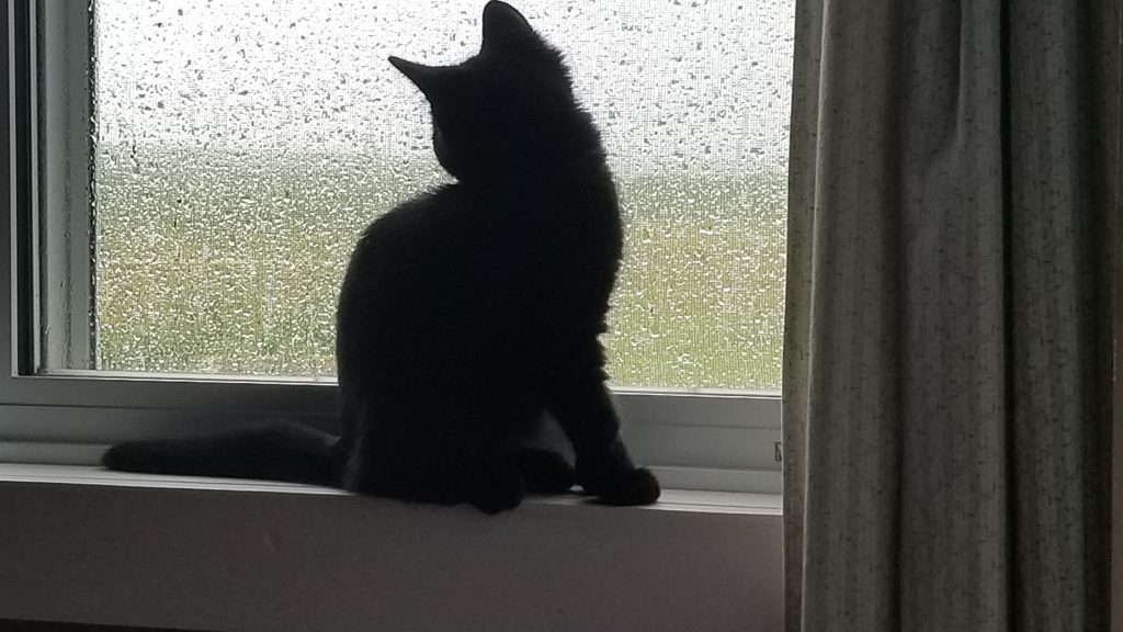 Kitty in the window