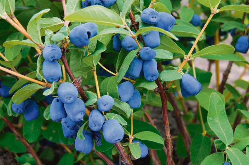 haskap berries